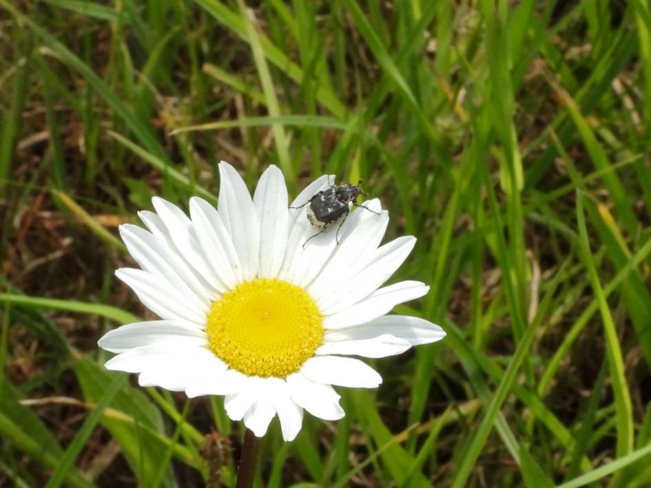 Welk soort insect is dit